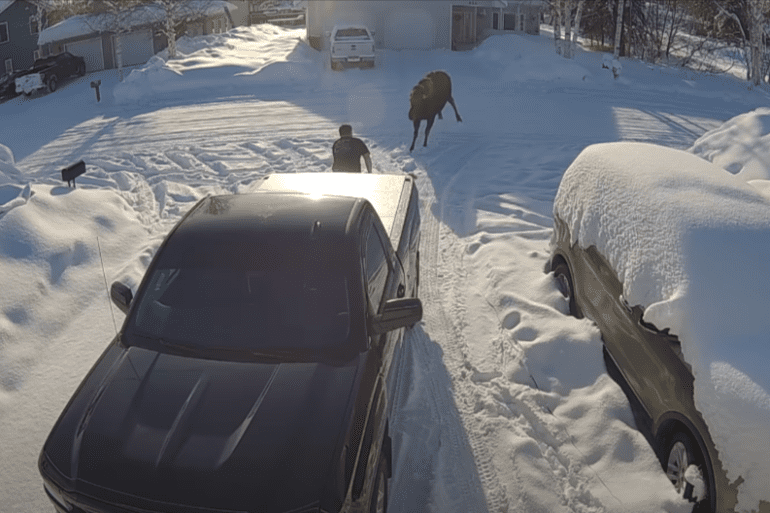 A horse and cars in the snow