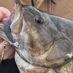 Smallmouth great Lakes finesse