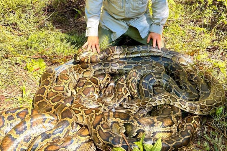 Massive pythons