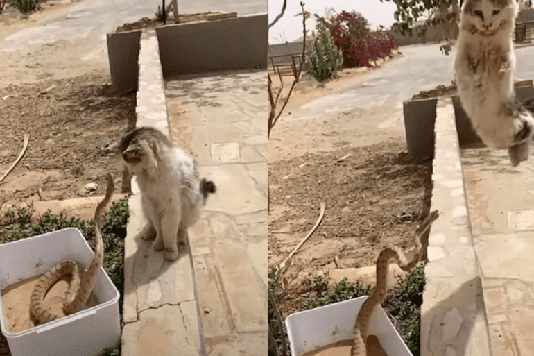 Snake Cat