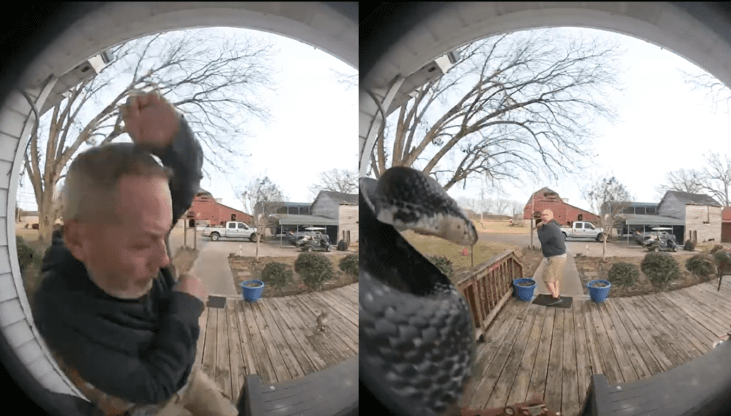 Man Freaks Out When Snake Strikes At Him From Front Door: “Woo ...
