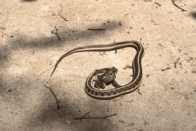 Snake eats toad