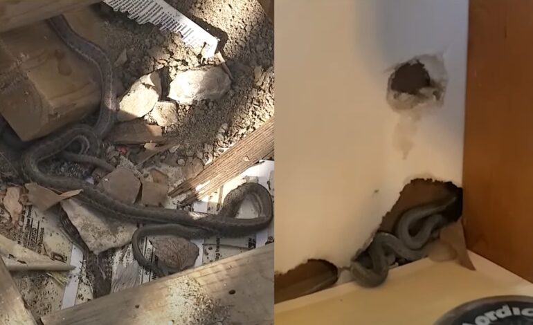Colorado snake house