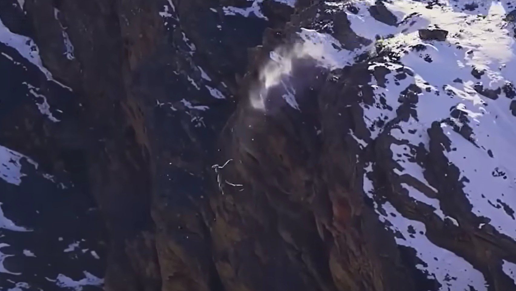 Snow Leopard Tackles Its Prey Off a 400-Foot Cliff and Walks Away Completely Unscathed