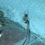 Brown widow spider