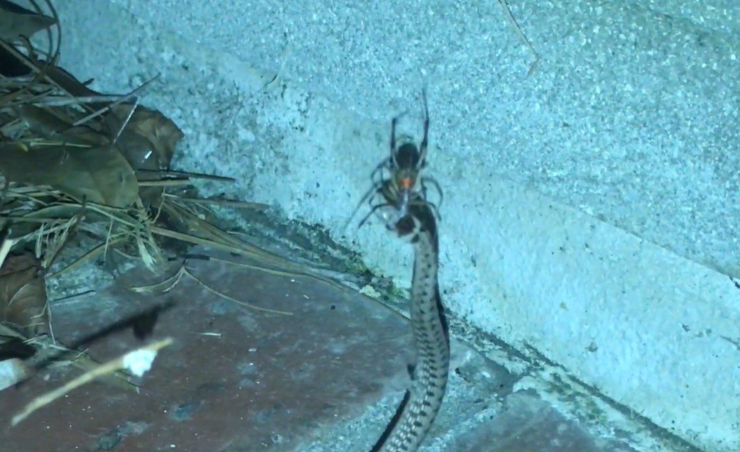 Watch A Venomous Brown Widow Spider Quickly Neutralize A Snake On Georgia Front Porch
