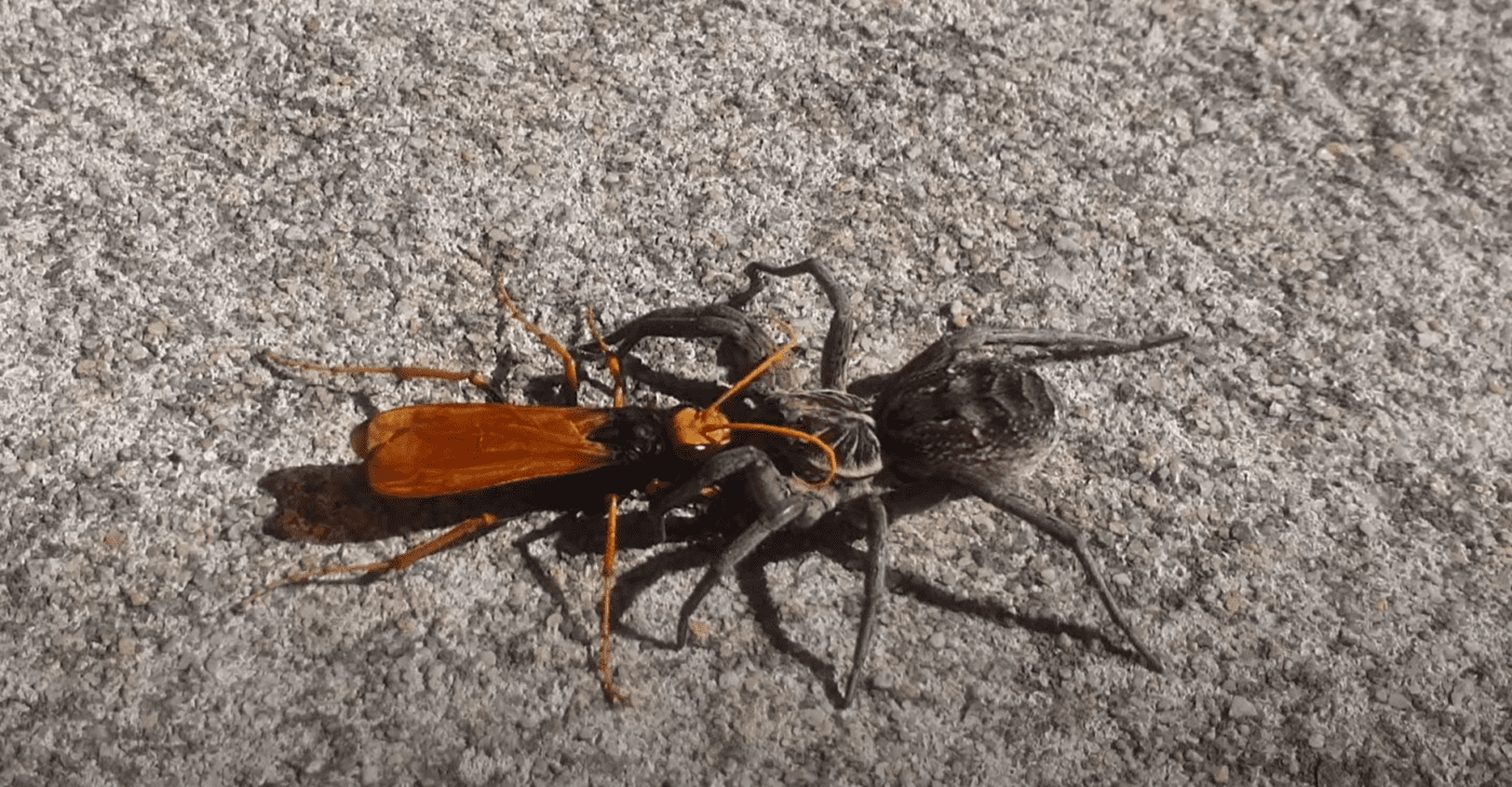 Huge Spider Wasp Takes On Gargantuan Wolf Spider In The Streets Of ...