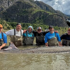 Sturgeon