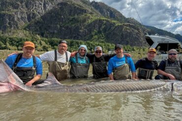 Sturgeon