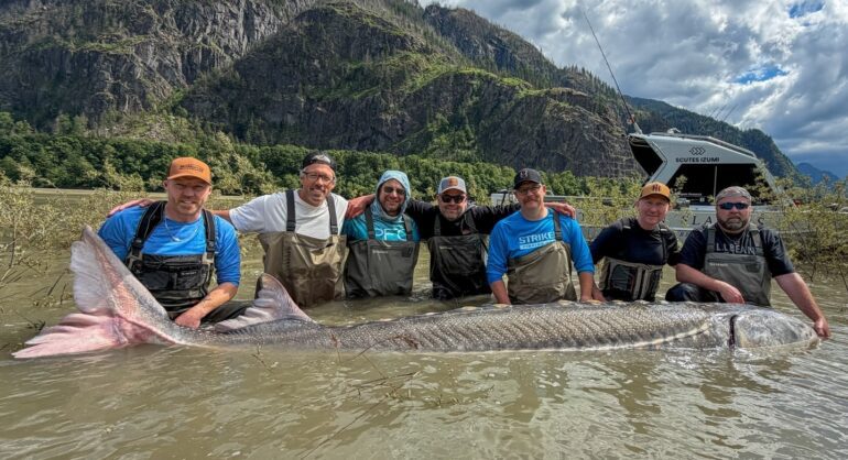Sturgeon