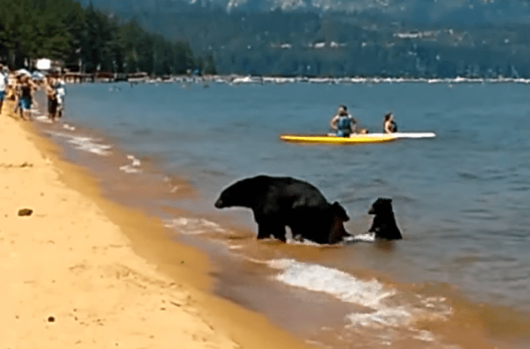 A group of people and a bear on a beach