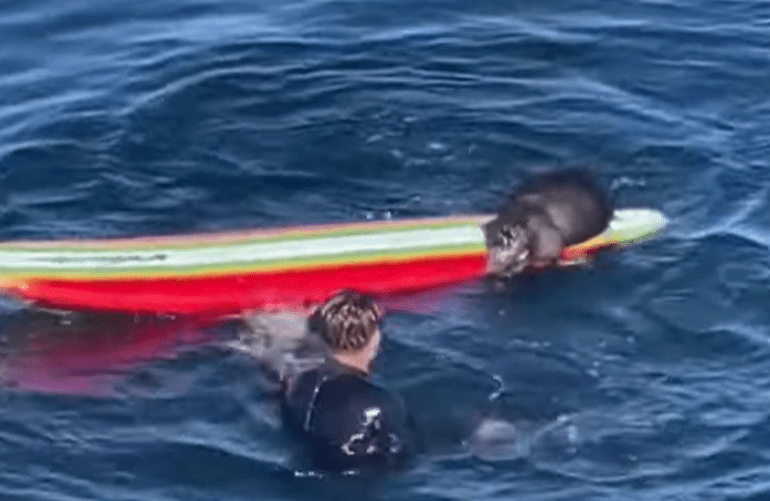 California surfer with otter