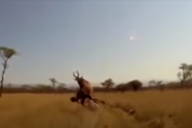 A group of animals running in a field
