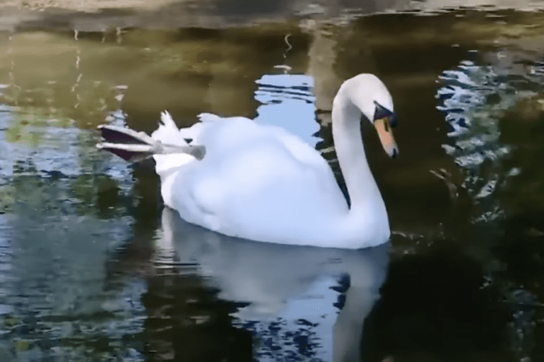 swan nature