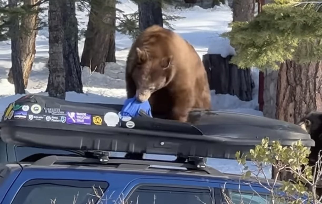 Hungry Black Bear Shreds Car-Top Cargo Carrier in Lake Tahoe, California