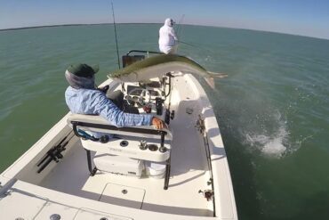 Tarpon