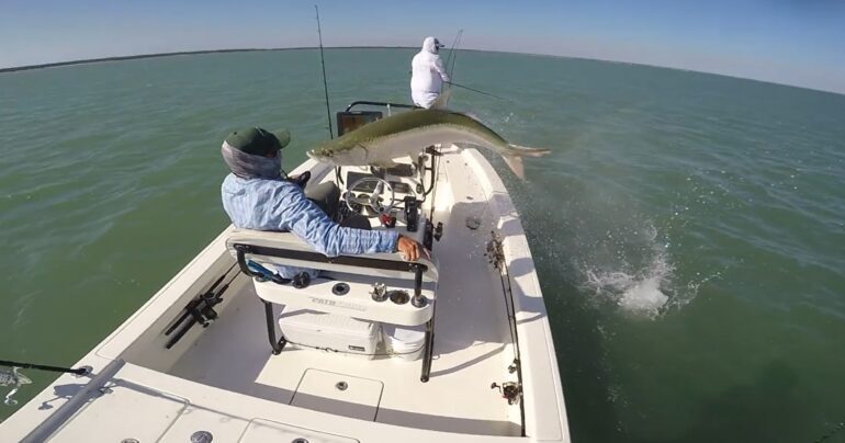 Tarpon