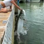 Tarpon fishing Florida