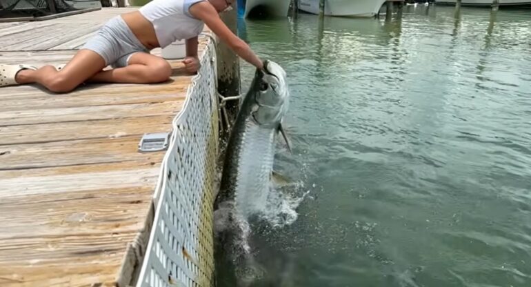 Tarpon fishing Florida