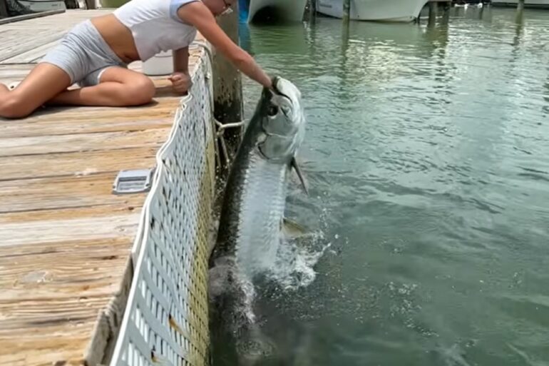 Tarpon fishing Florida
