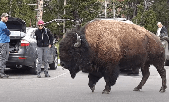 A large animal walking on a street