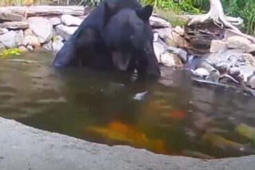 A bear in a pond