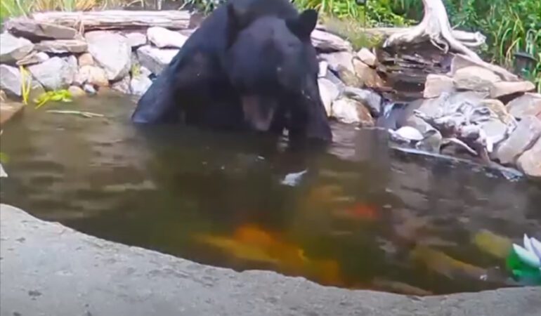 A bear in a pond