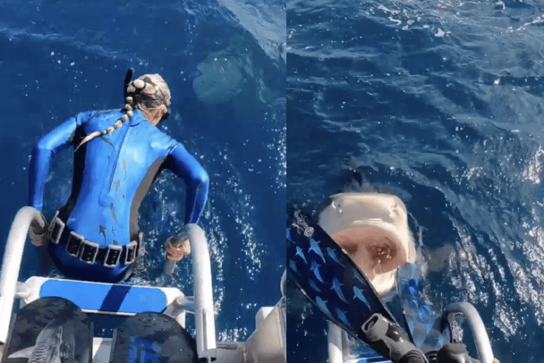 Tiger shark