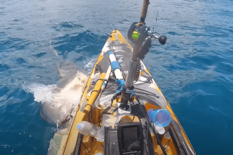 Tiger shark attack