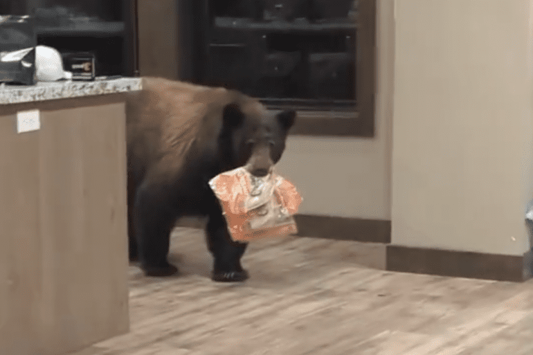 bear