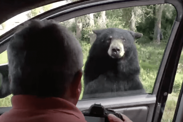 A person looking at a bear in a car