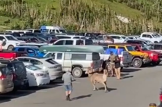 A group of people and animals in a parking lot