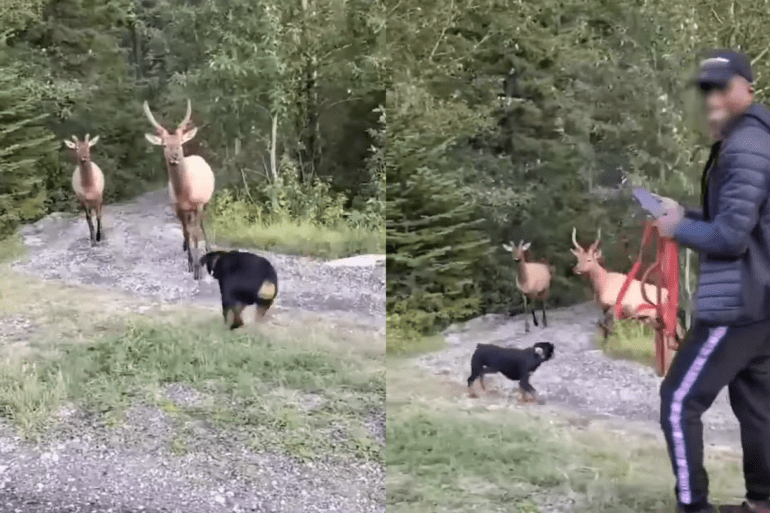 Dog owner Banff