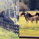 Moose horse