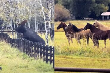 Moose horse