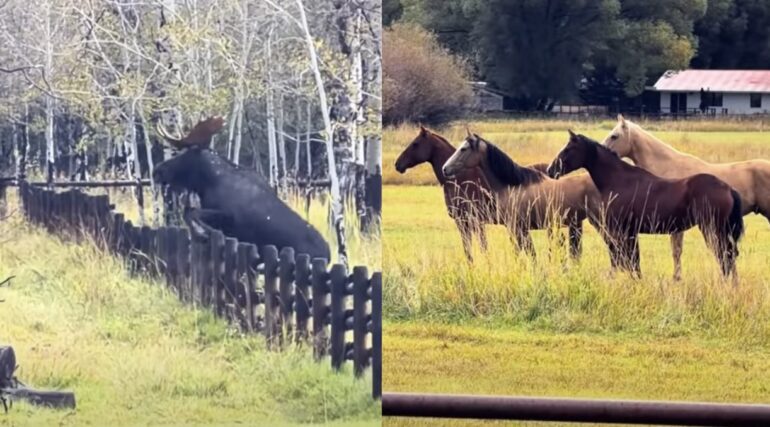Moose horse