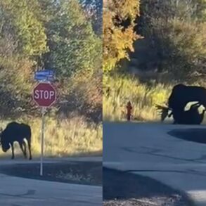 Moose brawl