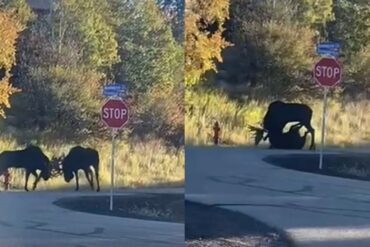 Moose brawl