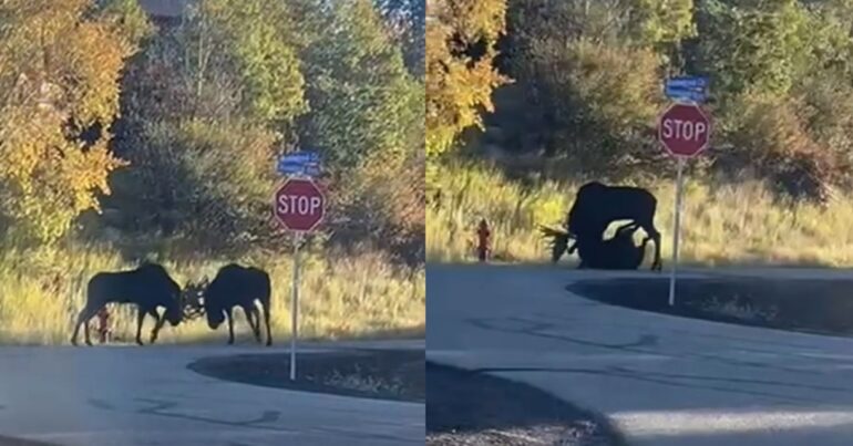 Moose brawl
