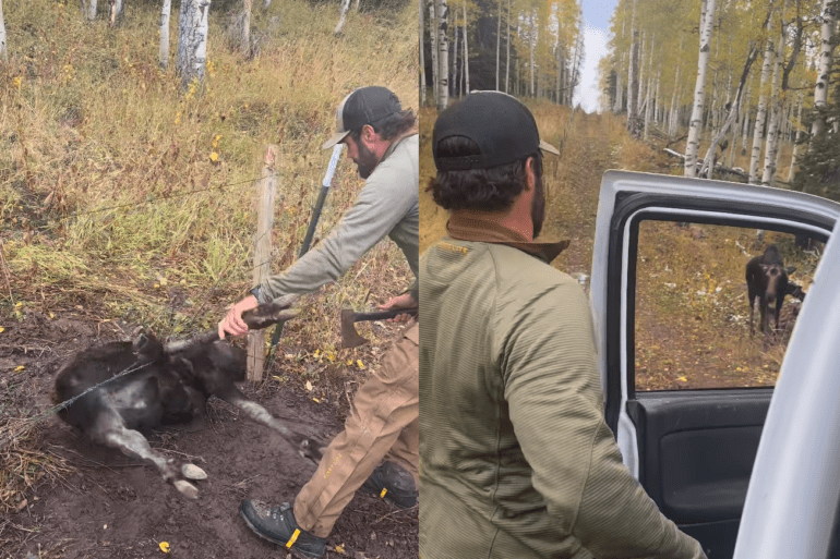 Moose calf stuck in fence