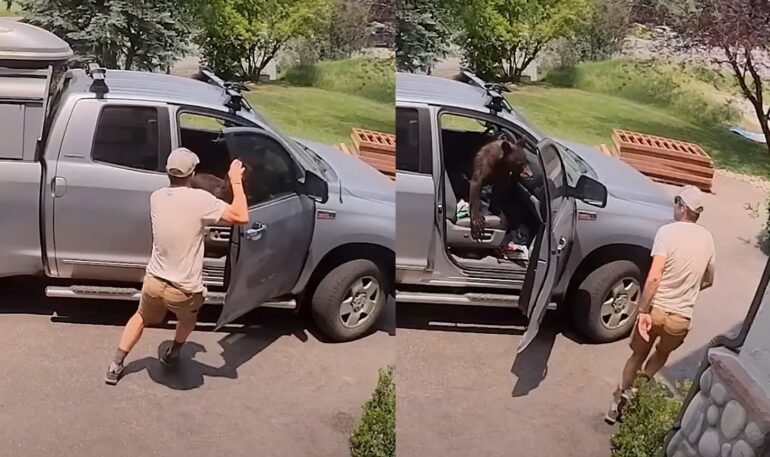 truck bear