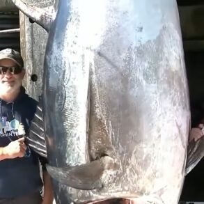 Massive Tuna