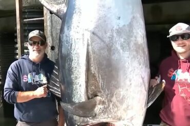 Massive Tuna