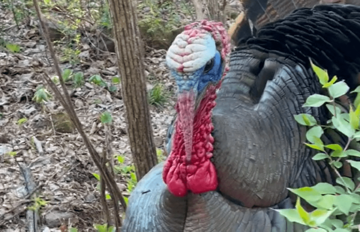 Puffed Up Tom Turkey Walks Straight Up To Hunter In The Pennsylvania ...