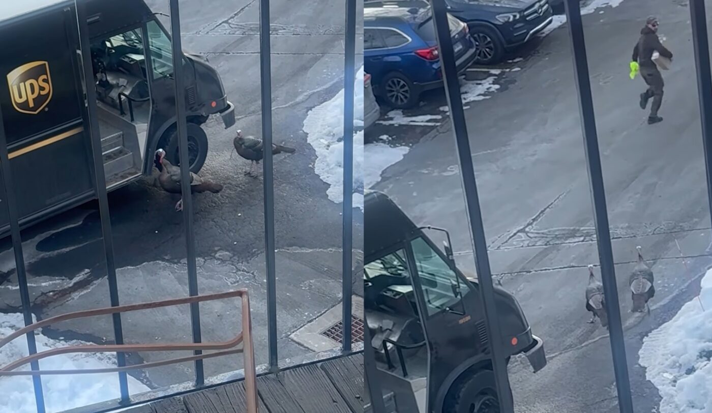 “I’m 40 Years Old, I Can’t Be Dealing With This”: Wild Turkeys Terrorize UPS Delivery Driver In Connecticut