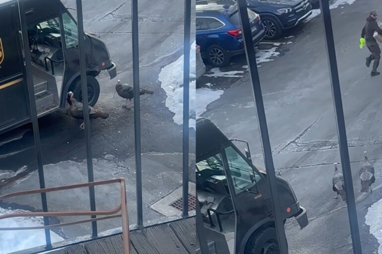 UPS Driver