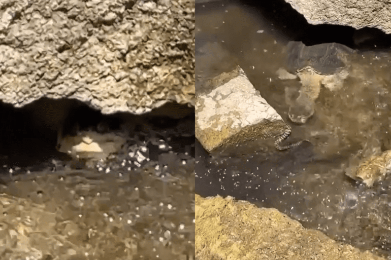 Snapping turtle