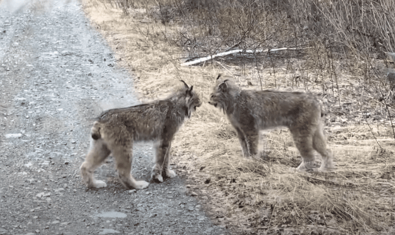 Two animals standing on a dirt path