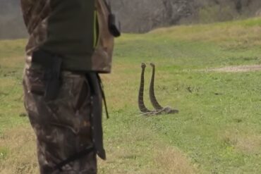 Rattlesnakes
