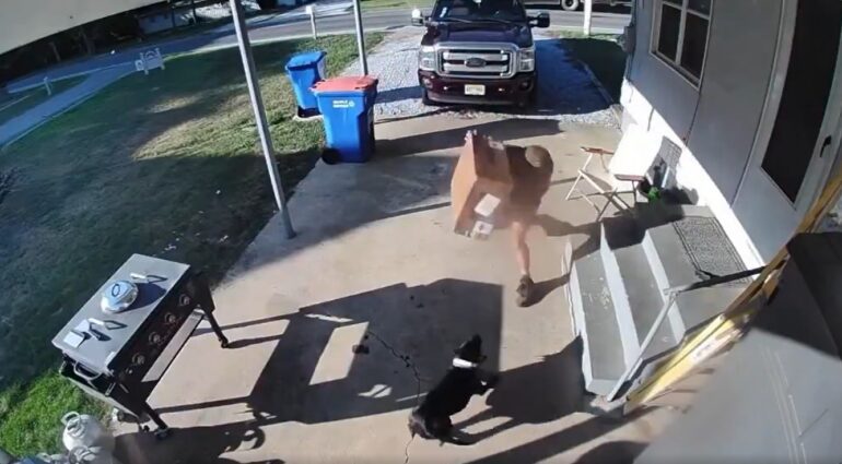 UPS dog